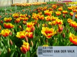 [Gerrit van der Valk 2007_0326Image0003.JPG]